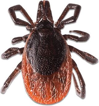 Tick - parasitic arachnid