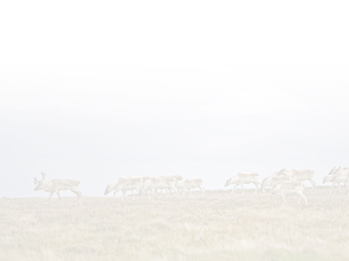 Caribou Herd